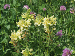Pedicularis sibthorpii