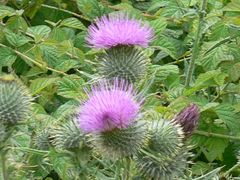 Cirsium vulgare