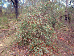 Eucalyptus cosmophylla