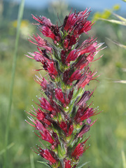 Pontechium maculatum