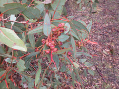 Eucalyptus cosmophylla