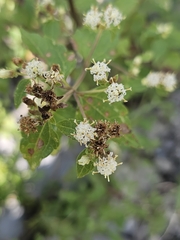 Calea ternifolia, photograph Liliana Ramírez-Freire, CC BY, iNaturalist via GBIF