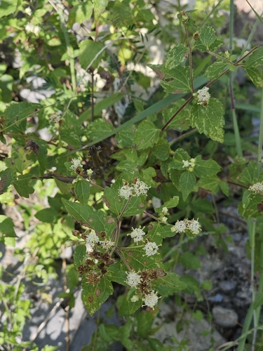 Calea ternifolia, photograph 5