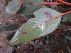 Eucalyptus cosmophylla