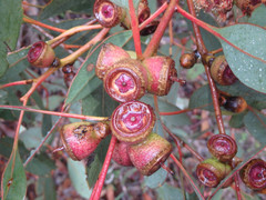 Eucalyptus cosmophylla