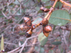 Eucalyptus cosmophylla