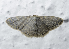 Idaea costiguttata