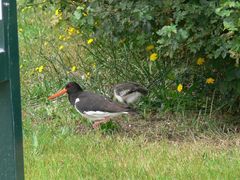 Haematopus ostralegus