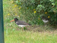 Haematopus ostralegus