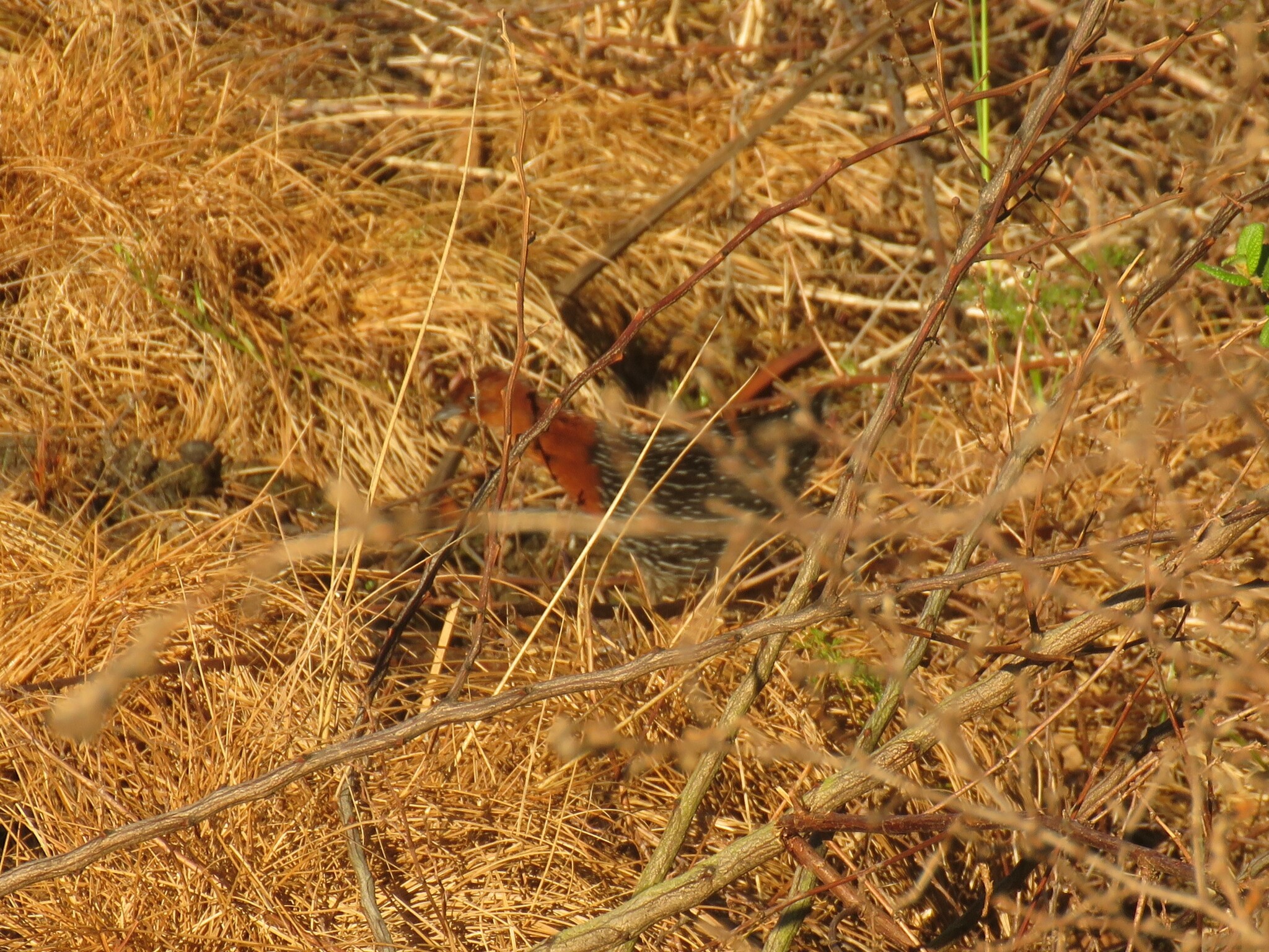 Red-chested Flufftail (Sarothrura rufa), photo 7