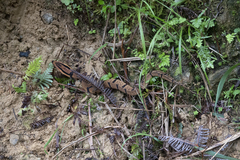 Pseudoxenodon bambusicola