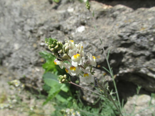 Striped toadflax (Linaria repens)