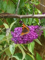 Aglais urticae