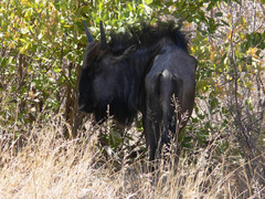 Connochaetes taurinus