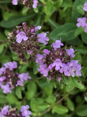 Serpyllum