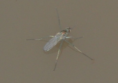 Hydrophorinae