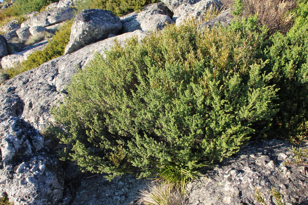 Wabonga alpine mint bush from Wabonga VIC 3678, Australia on November 5, 2024 ...