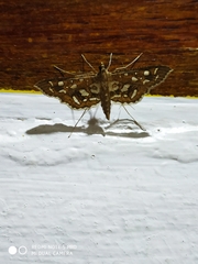 Nausinoe