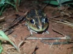 Ranoidea longipes