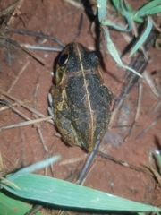 Ranoidea longipes