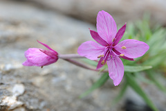 Chamaenerion fleischeri