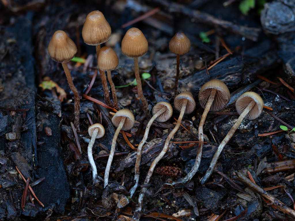 Psilocybe pelliculosa