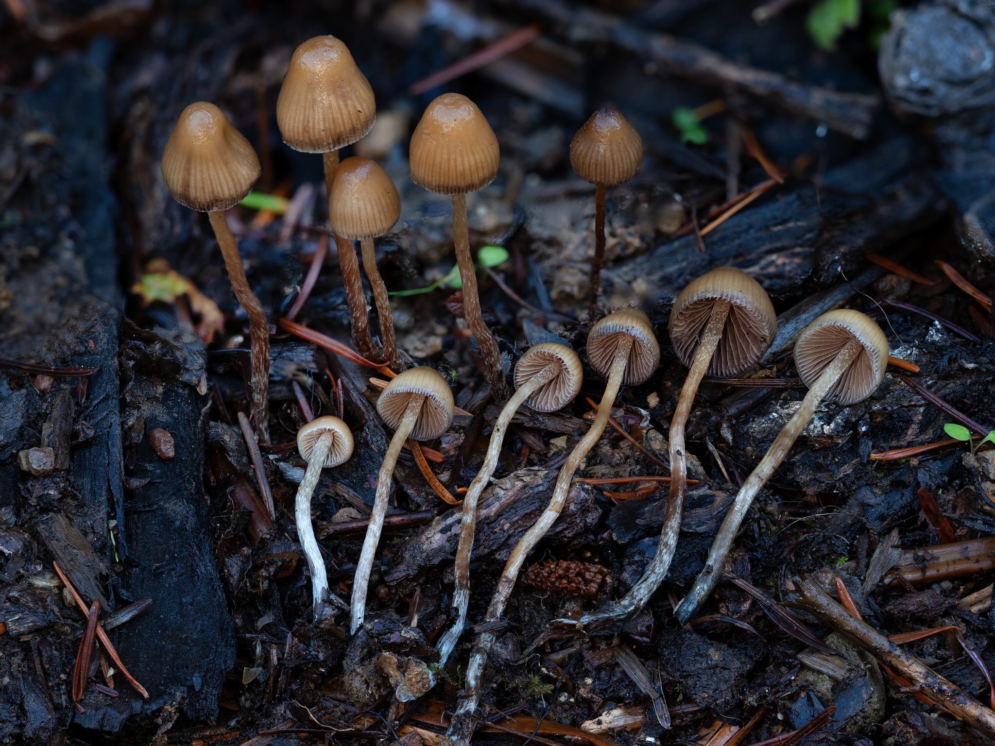 Wood Bats | Pro Maple Bats | Black Label - Puck Knob – Old Hickory Bat  Company, image size:2048x1536