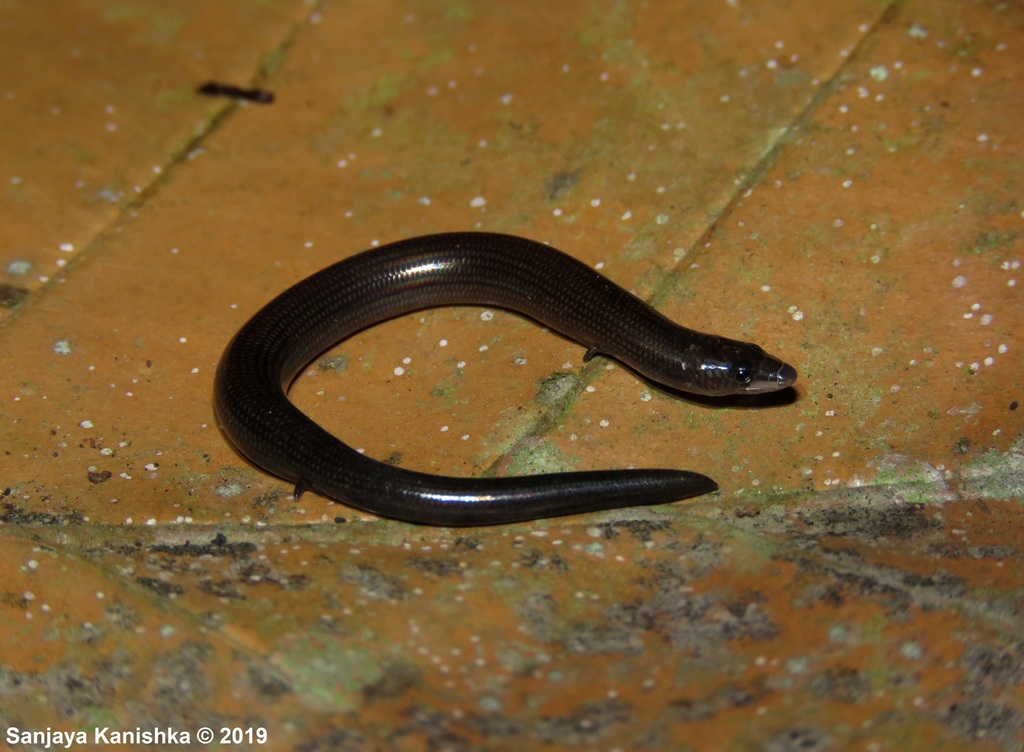 One-Toed Nessia
