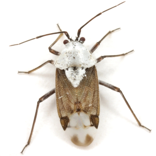 Clivinema