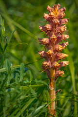 Orobanche elatior