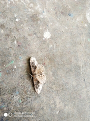 Parapholodes fuliginea