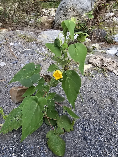 Whiteleaf Indian mallow (Abutilon hypoleucum)
