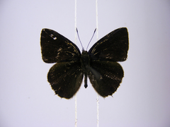 Anthene ituria