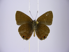 Anthene ituria