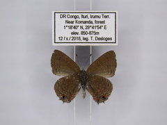 Anthene ituria
