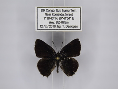Anthene ituria