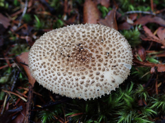 Amanita australis