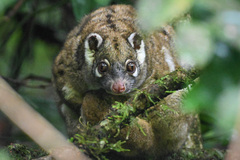 Green Ringtail photo 3