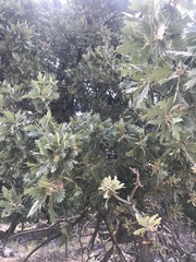 Quercus ithaburensis macrolepis