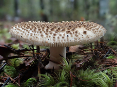 Amanita australis