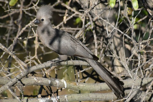 Grey Go-away-bird (Crinifer concolor), photo 8