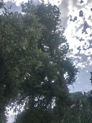 Quercus ithaburensis macrolepis