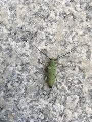 Saperda octopunctata