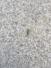 Saperda octopunctata