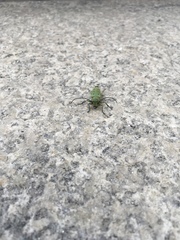 Saperda octopunctata