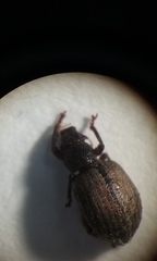 Strophosoma melanogrammum