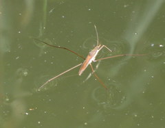 Limnoporus notabilis