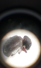 Strophosoma melanogrammum