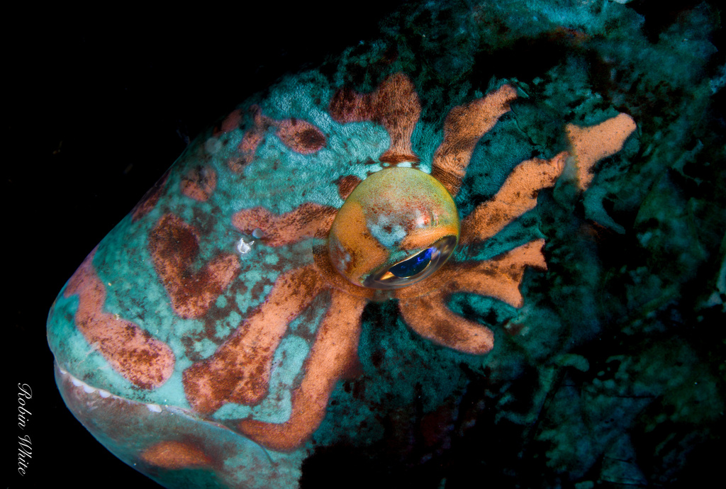 Carolines Parrotfish