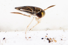 Corixidae